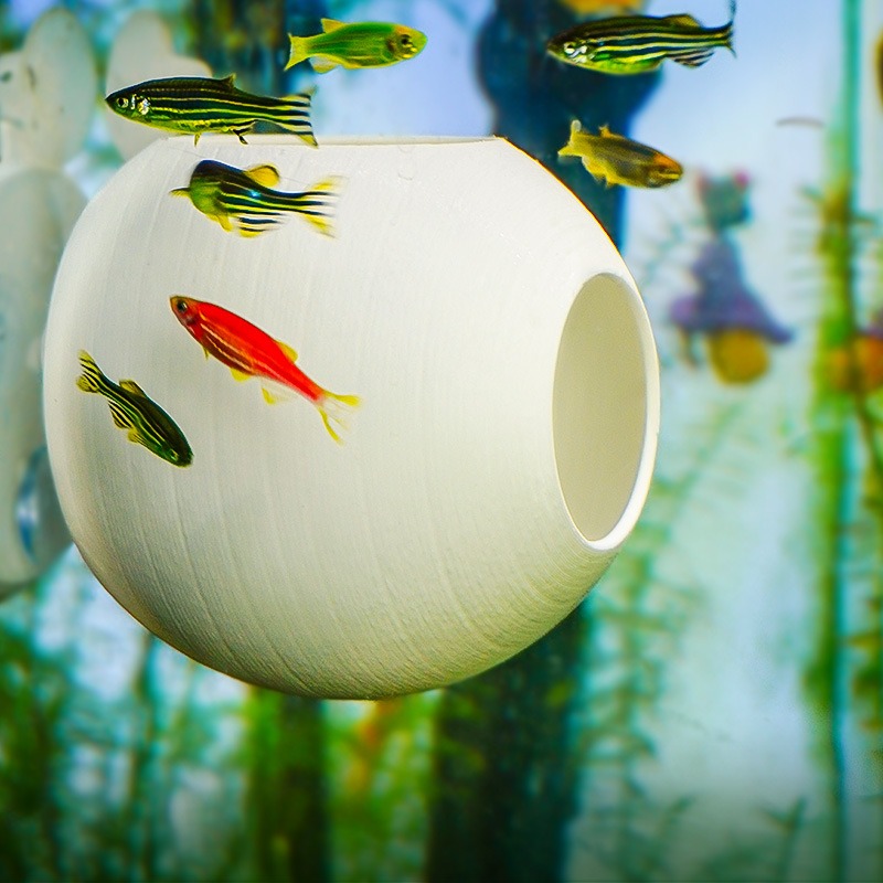 Ornamento Creativo per Acquari - Aquarium Fish Parrot recensione e prezzo