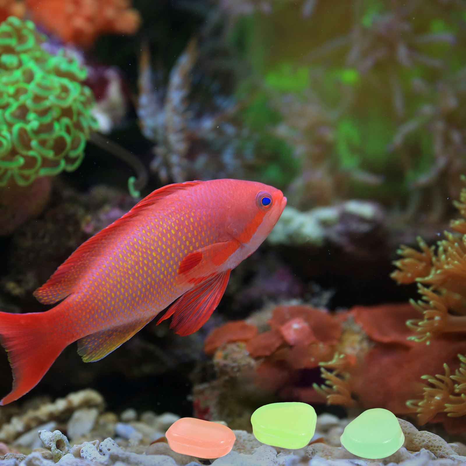 400 Pezzi di Ciottoli Luminosi - Aquarium Fish Glow In The Dark recensione e prezzo